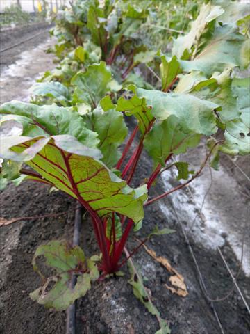 甜菜根 產品圖片（圖片編號 943277）