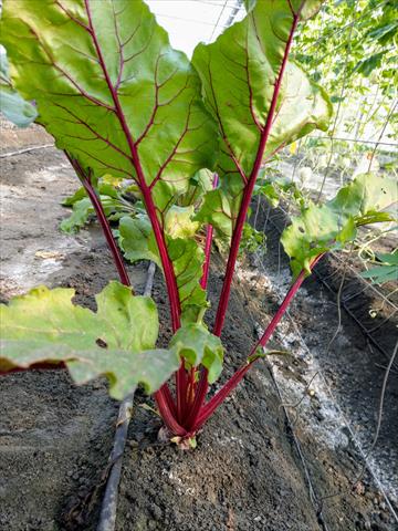 甜菜根 產品圖片（圖片編號 943281）