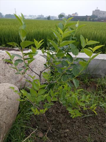 紅棗 產品圖片（圖片編號 943284）