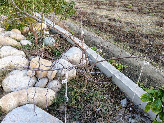 紅棗 產品圖片（圖片編號 943290）
