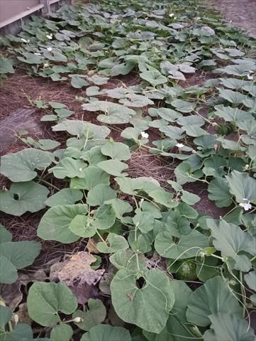扁蒲(瓠瓜,匏瓜,蒲瓜) 產品圖片（圖片編號 943293）