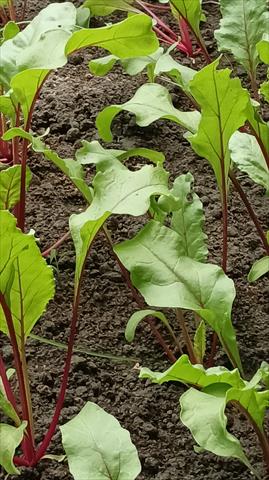 甜菜根 產品圖片（圖片編號 943294）