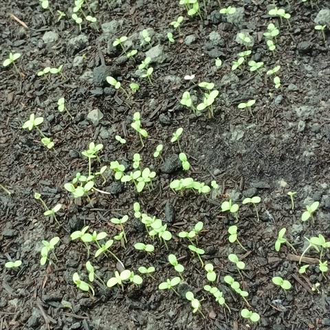 茼蒿 產品圖片（圖片編號 943301）
