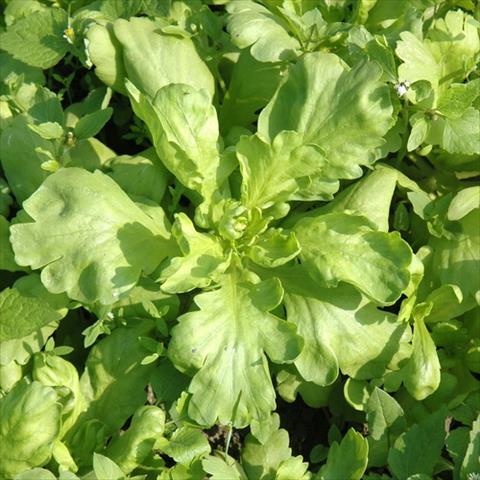 茼蒿 產品圖片（圖片編號 943302）
