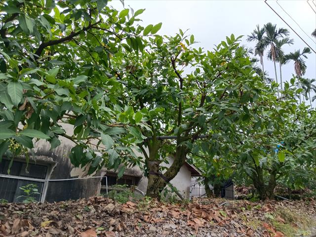 蓮霧 產品圖片（圖片編號 943558）