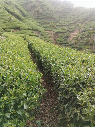 茶製品-茶 產品圖片（圖片編號 943663）