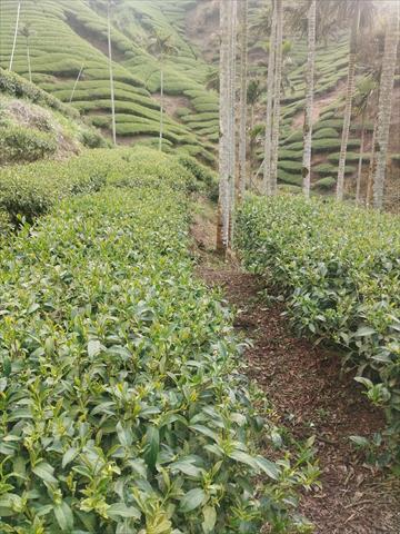 茶製品-茶 產品圖片（圖片編號 943664）