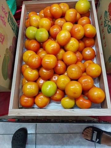 柿子 產品圖片（產品編號 683265）