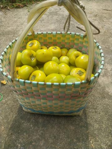 柿子 產品圖片（圖片編號 943731）