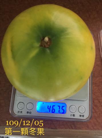黃金果(黃晶果,加蜜蛋黃果,蜜蛋黃果) 產品圖片（圖片編號 943750）