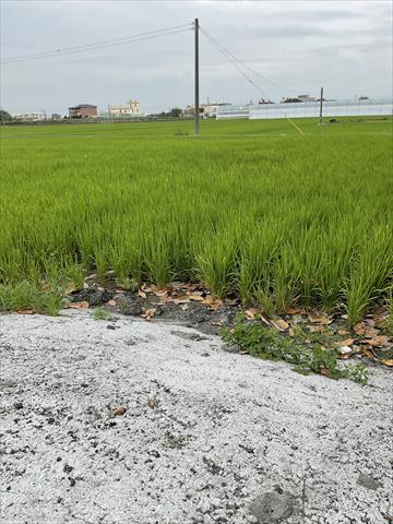 稉稻(白米或黑米) 產品圖片（產品編號 683787）