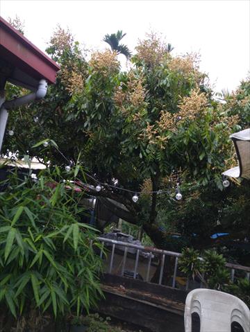 龍眼 產品圖片（圖片編號 944977）