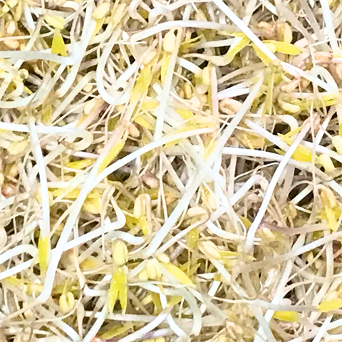 綠豆芽 產品圖片（產品編號 683898）