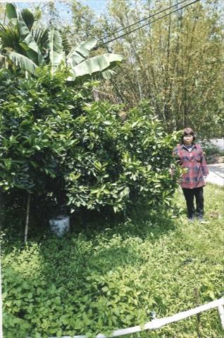 柳橙 產品圖片（產品編號 684045）
