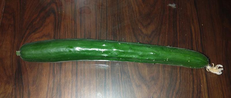 小黃瓜(花胡瓜) 產品圖片（產品編號 684143）
