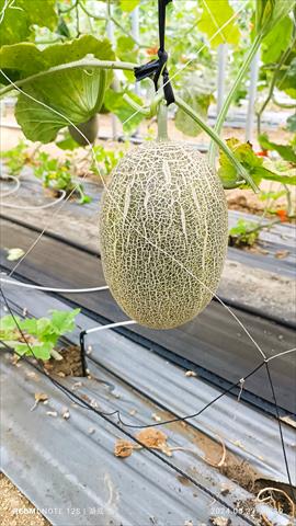 洋香瓜(哈蜜瓜) 產品圖片（產品編號 684145）