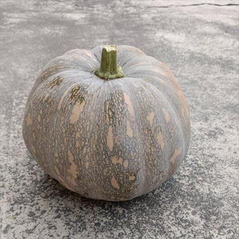 南瓜(金瓜) 產品圖片（產品編號 684142）