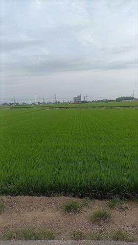 稉稻(白米或黑米) 產品圖片（產品編號 684204）