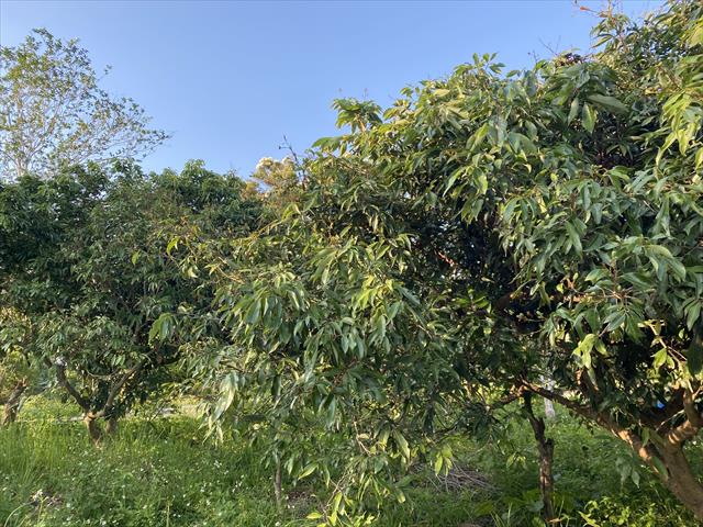 荔枝 產品圖片（產品編號 684291）