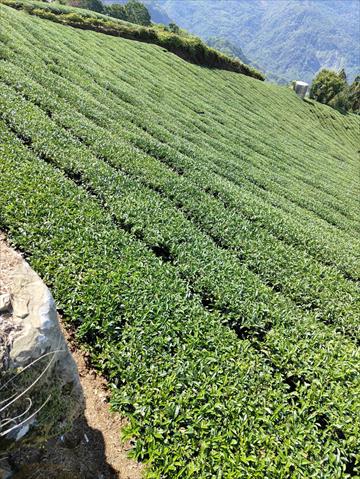 茶製品-茶 產品圖片（產品編號 684471）