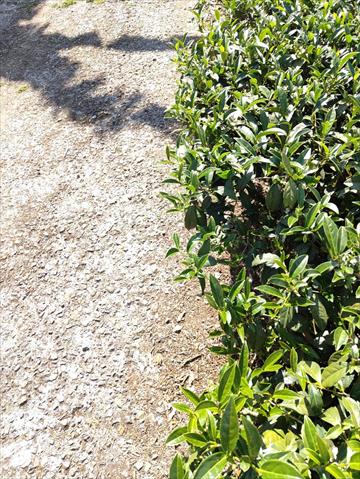 茶製品-茶 產品圖片（圖片編號 946096）