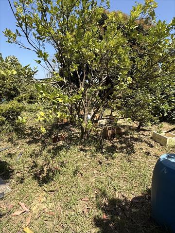 番石榴(芭樂) 產品圖片（圖片編號 946616）