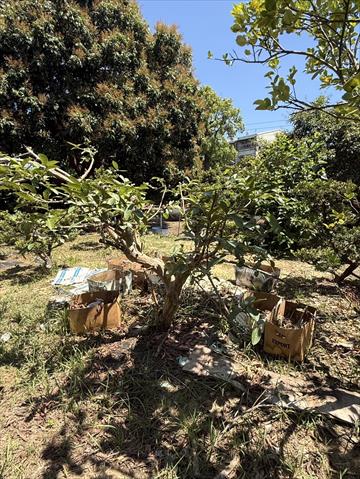 番石榴(芭樂) 產品圖片（圖片編號 946617）