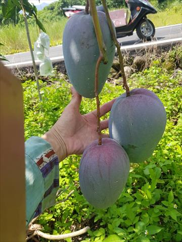芒果 產品圖片（圖片編號 946768）