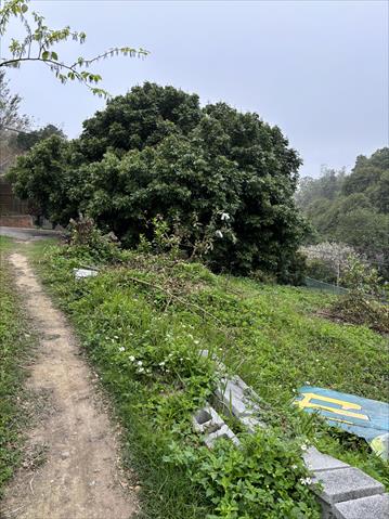 文旦柚 產品圖片（產品編號 684897）