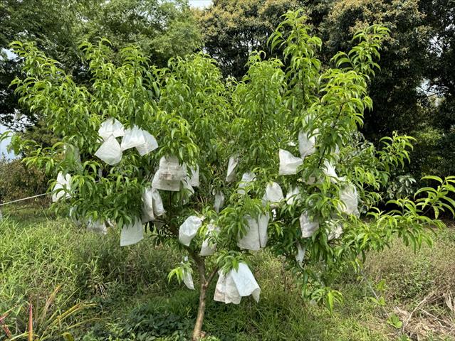 桃 產品圖片（圖片編號 947335）