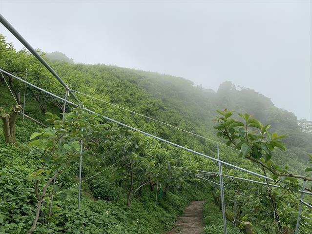 柿子 產品圖片（圖片編號 947496）