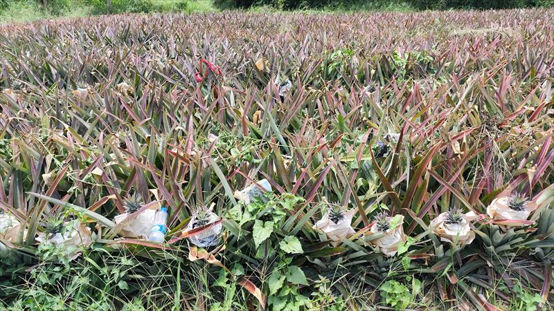 鳳梨 產品圖片（圖片編號 947788）