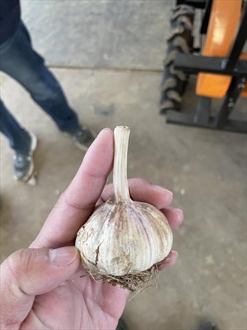 大蒜 產品圖片（產品編號 685440）