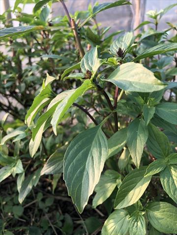 羅勒(九層塔) 產品圖片（產品編號 685441）