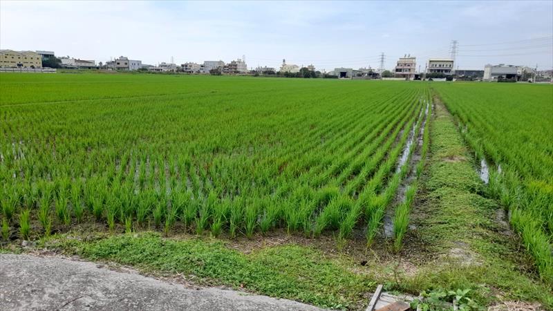 稉稻(白米或黑米) 產品圖片（產品編號 685492）