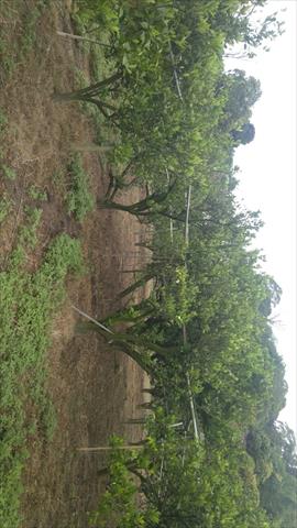 柳橙 產品圖片（圖片編號 948270）