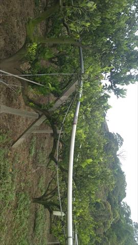 柳橙 產品圖片（圖片編號 948271）
