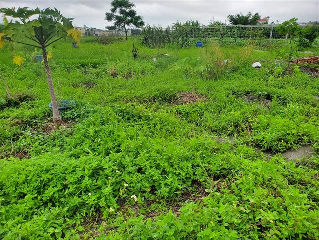 葉用甘藷(地瓜葉,甘藷葉) 產品圖片（產品編號 685602）