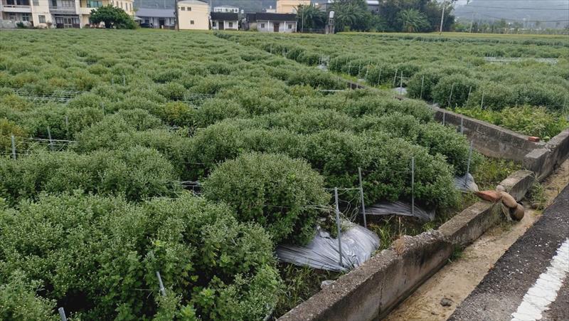 食用花卉-杭菊 產品圖片（圖片編號 948702）