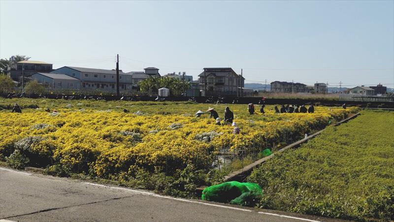 食用花卉-杭菊 產品圖片（圖片編號 948703）