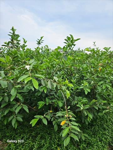 番石榴(芭樂) 產品圖片（產品編號 685689）