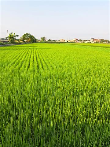 稉稻(白米或黑米) 產品圖片（產品編號 685846）