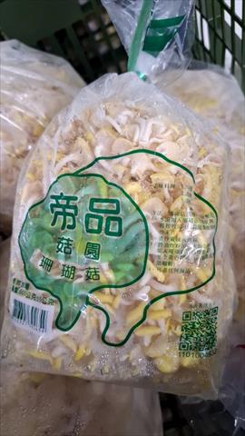 珊瑚菇 產品圖片（產品編號 686026）