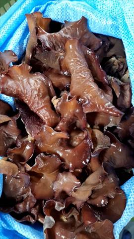 黑木耳(毛木耳) 產品圖片（圖片編號 949363）