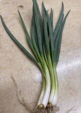 蔥 產品圖片（產品編號 686101）