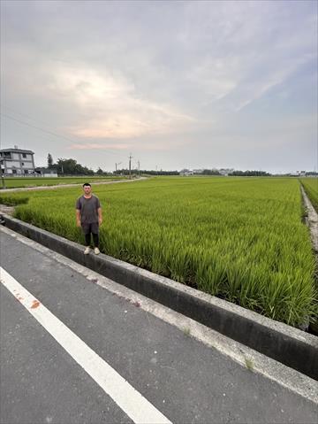稉稻(白米或黑米) 產品圖片（圖片編號 949607）