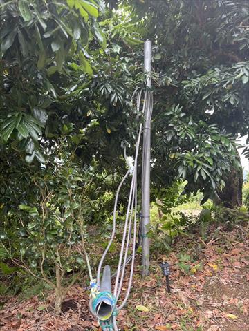 龍眼 產品圖片（圖片編號 949610）