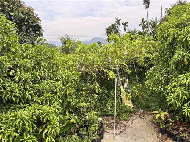 黃金果(黃晶果,加蜜蛋黃果,蜜蛋黃果) 產品圖片（產品編號 686132）