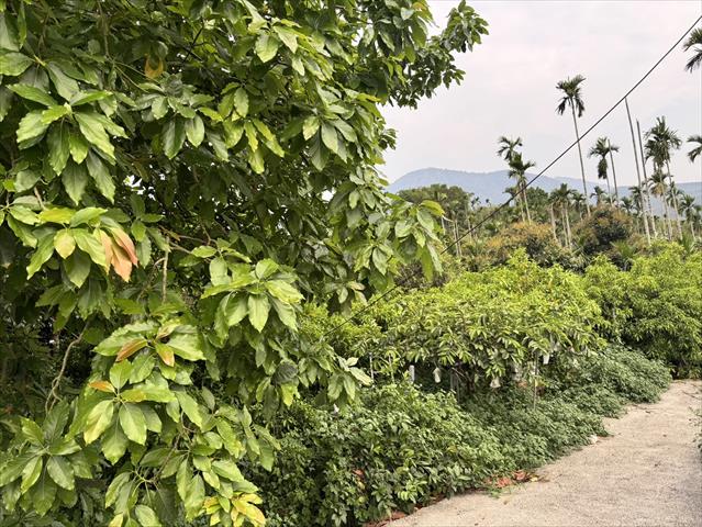 黃金果(黃晶果,加蜜蛋黃果,蜜蛋黃果) 產品圖片（圖片編號 949615）