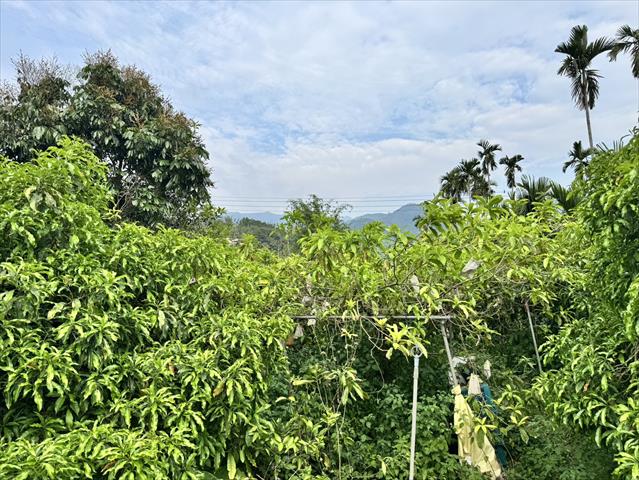 黃金果(黃晶果,加蜜蛋黃果,蜜蛋黃果) 產品圖片（圖片編號 949616）